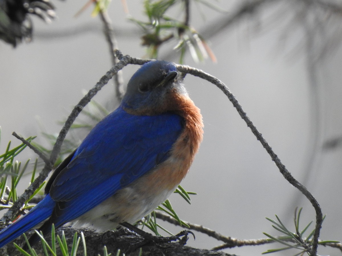 Eastern Bluebird - ML570670111