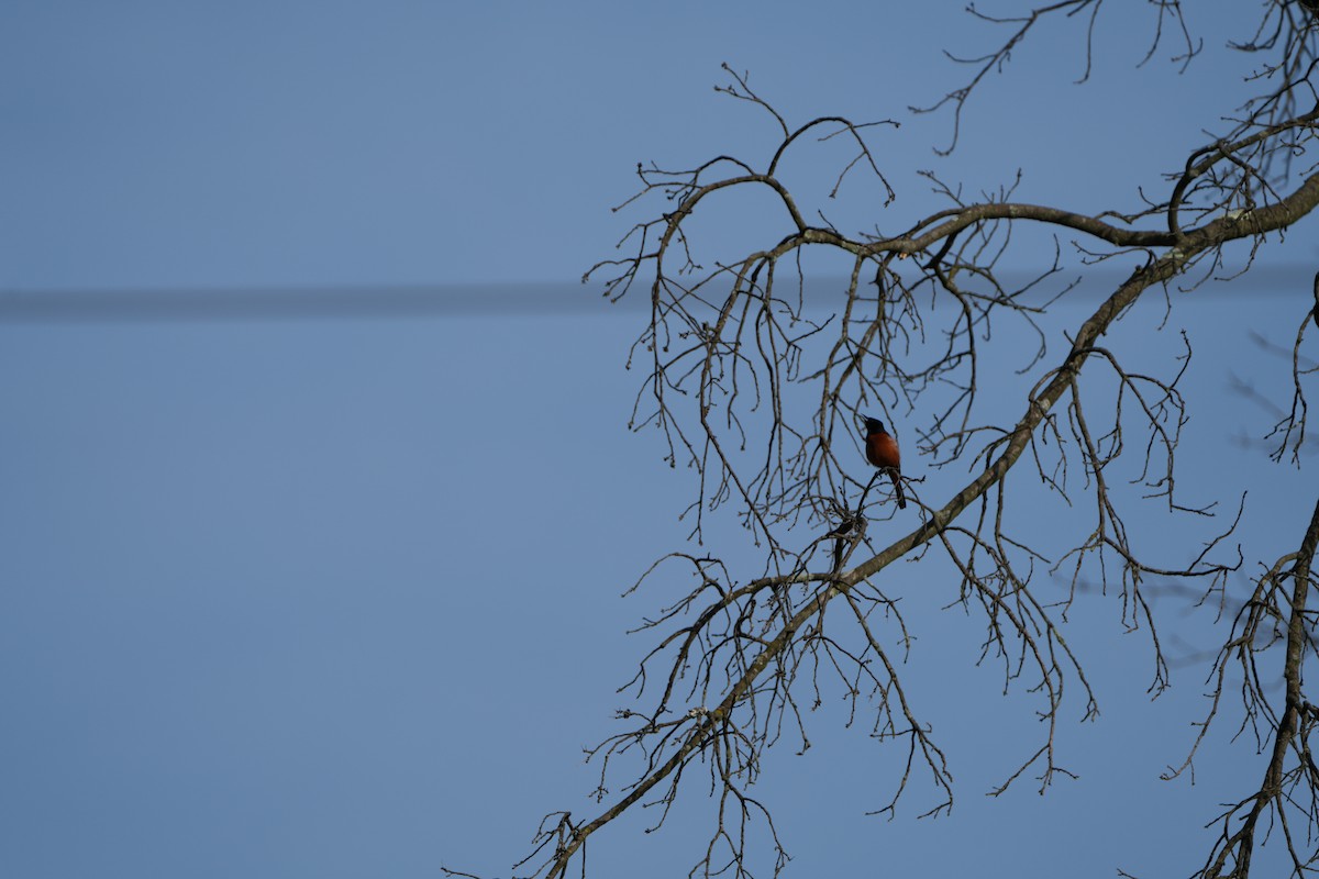 Orchard Oriole - Ashok Birder