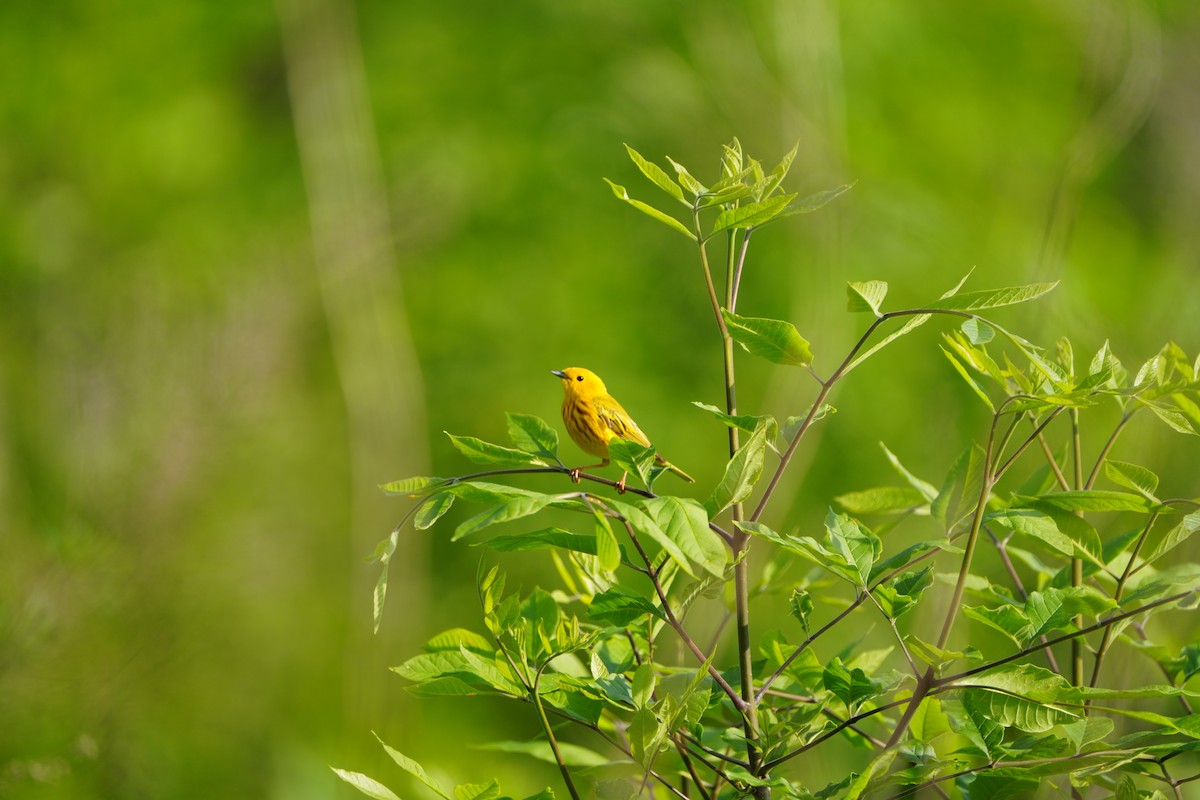 Yellow Warbler - ML570671631