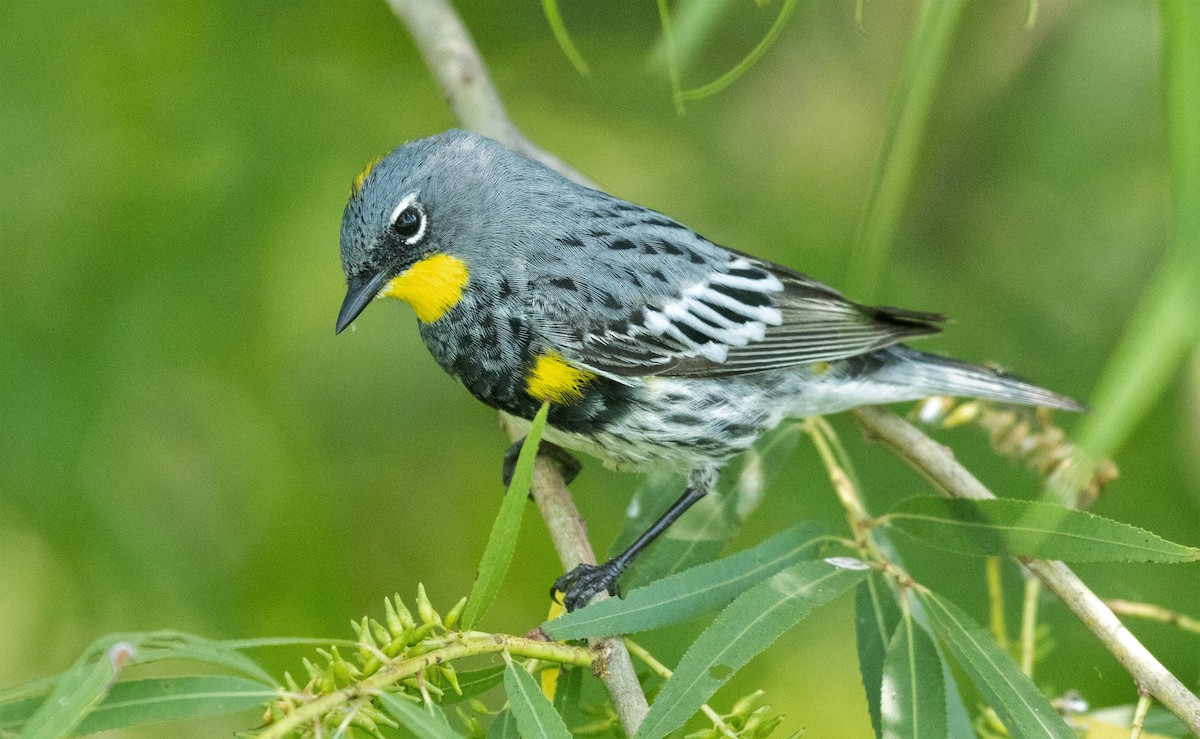 Yellow-rumped Warbler (Audubon's) - ML570672161