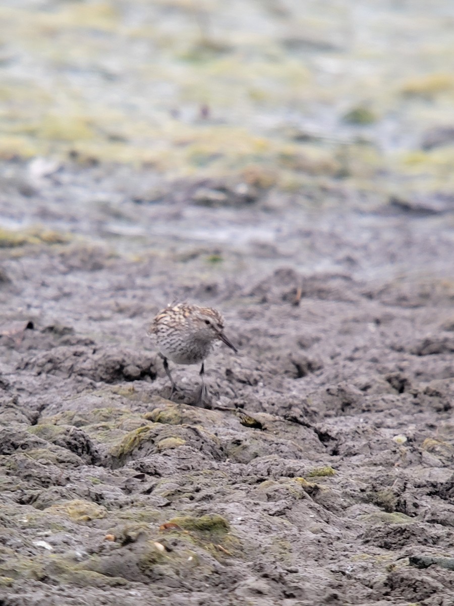 White-rumped Sandpiper - Truitt Ellis