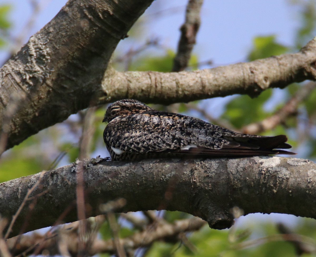 Common Nighthawk - ML570672871