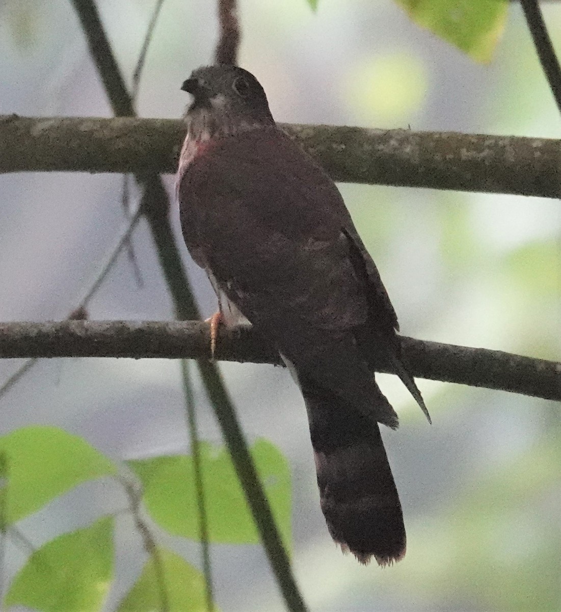 Hodgson's Hawk-Cuckoo - ML570674961