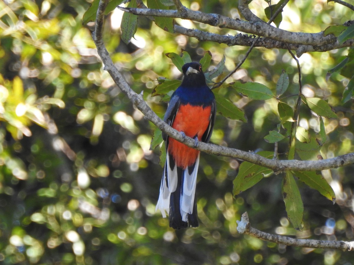 Surucua Trogon - ML570675961