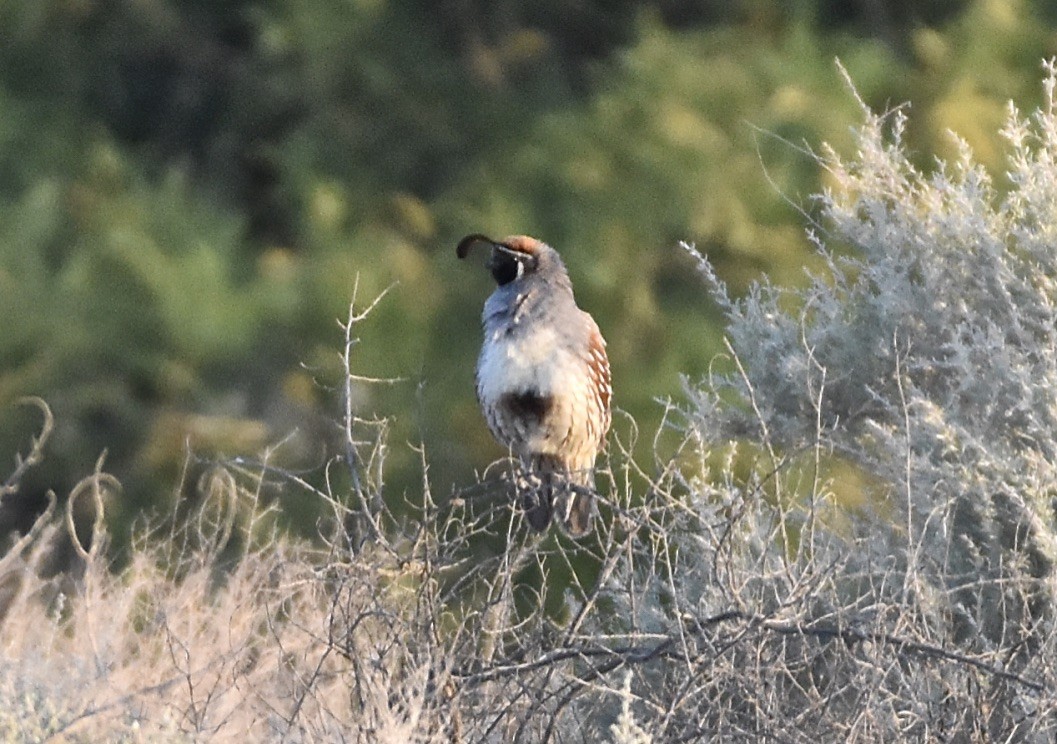 California/Gambel's Quail - ML570676121