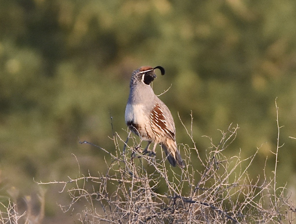 California/Gambel's Quail - ML570676171