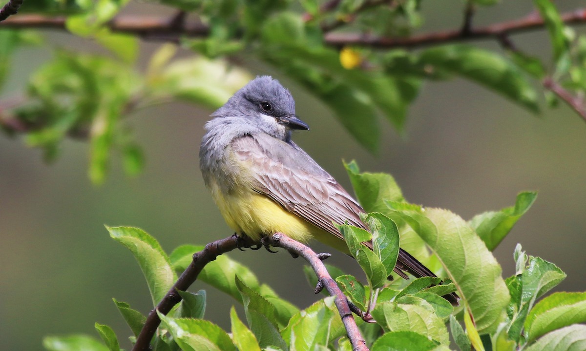 Cassin's Kingbird - ML57067711