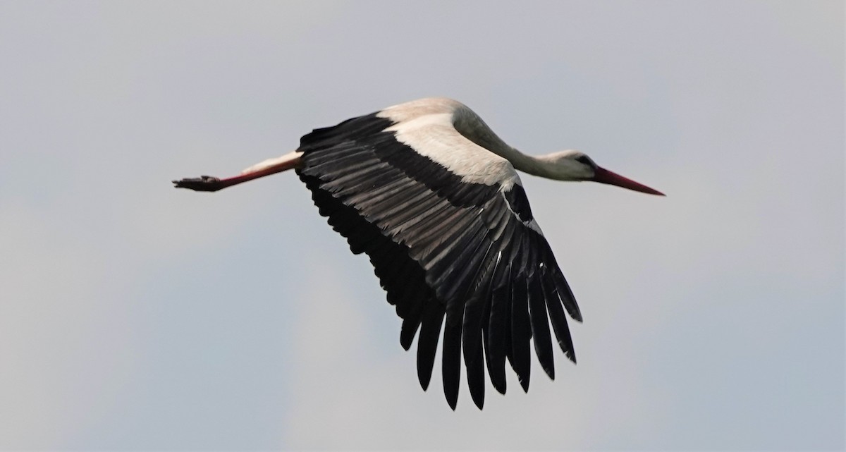 White Stork - Martin Pitt