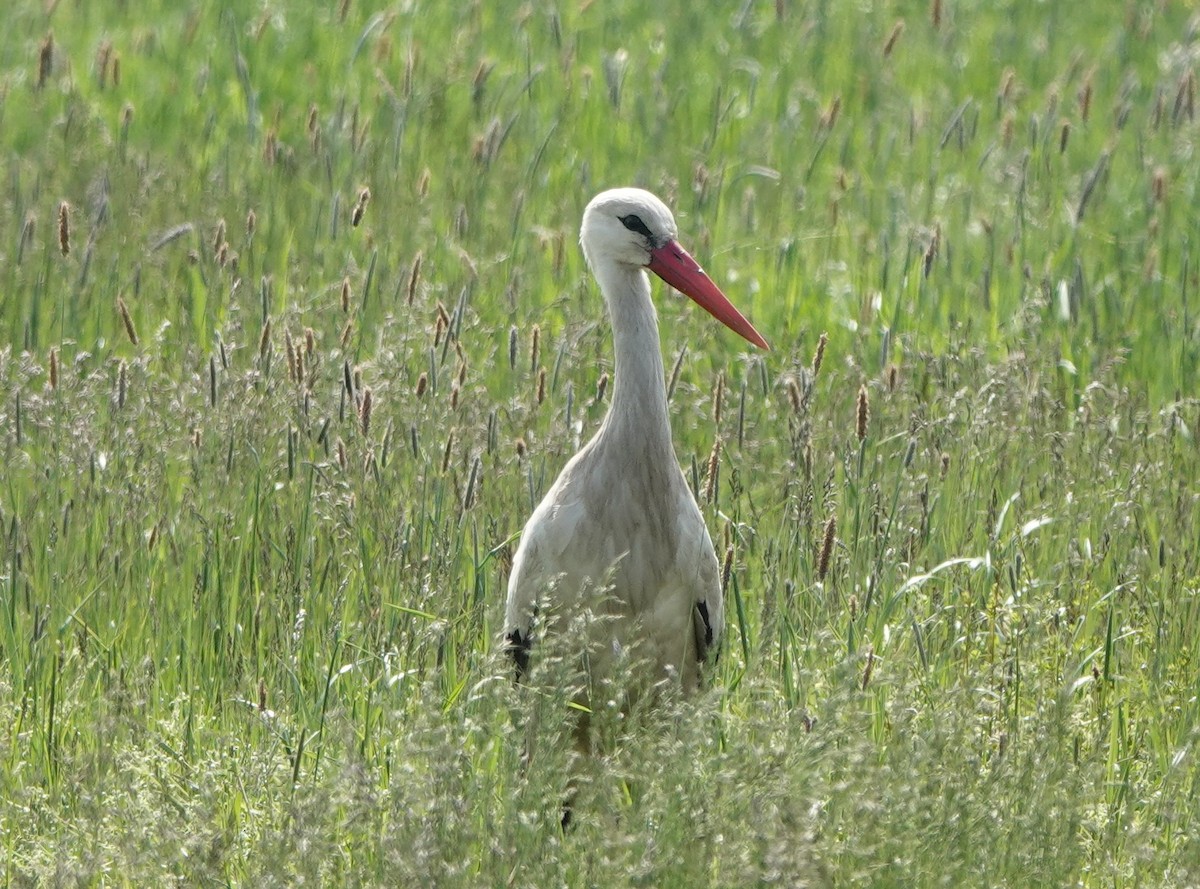 White Stork - Martin Pitt