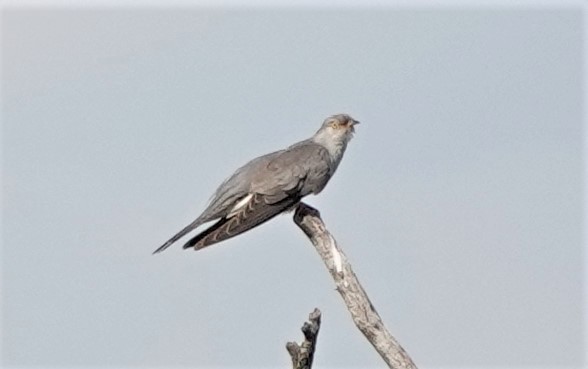 Common Cuckoo - Martin Pitt
