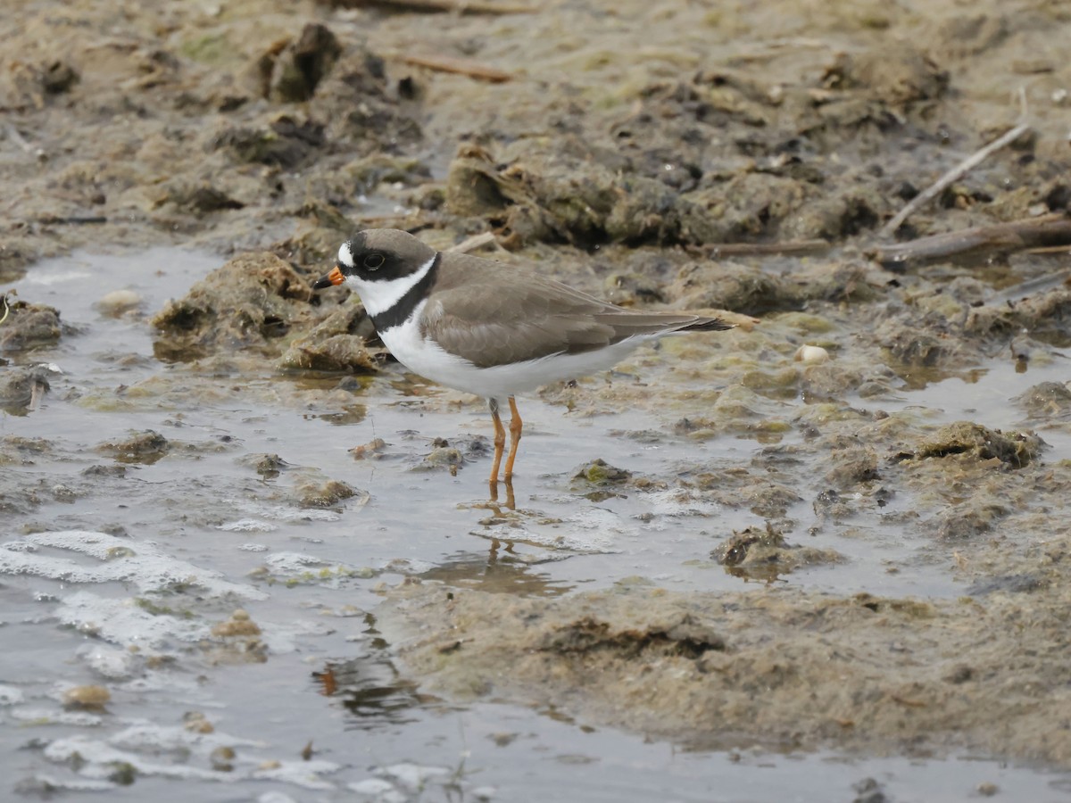 Semipalmated Plover - ML570679721