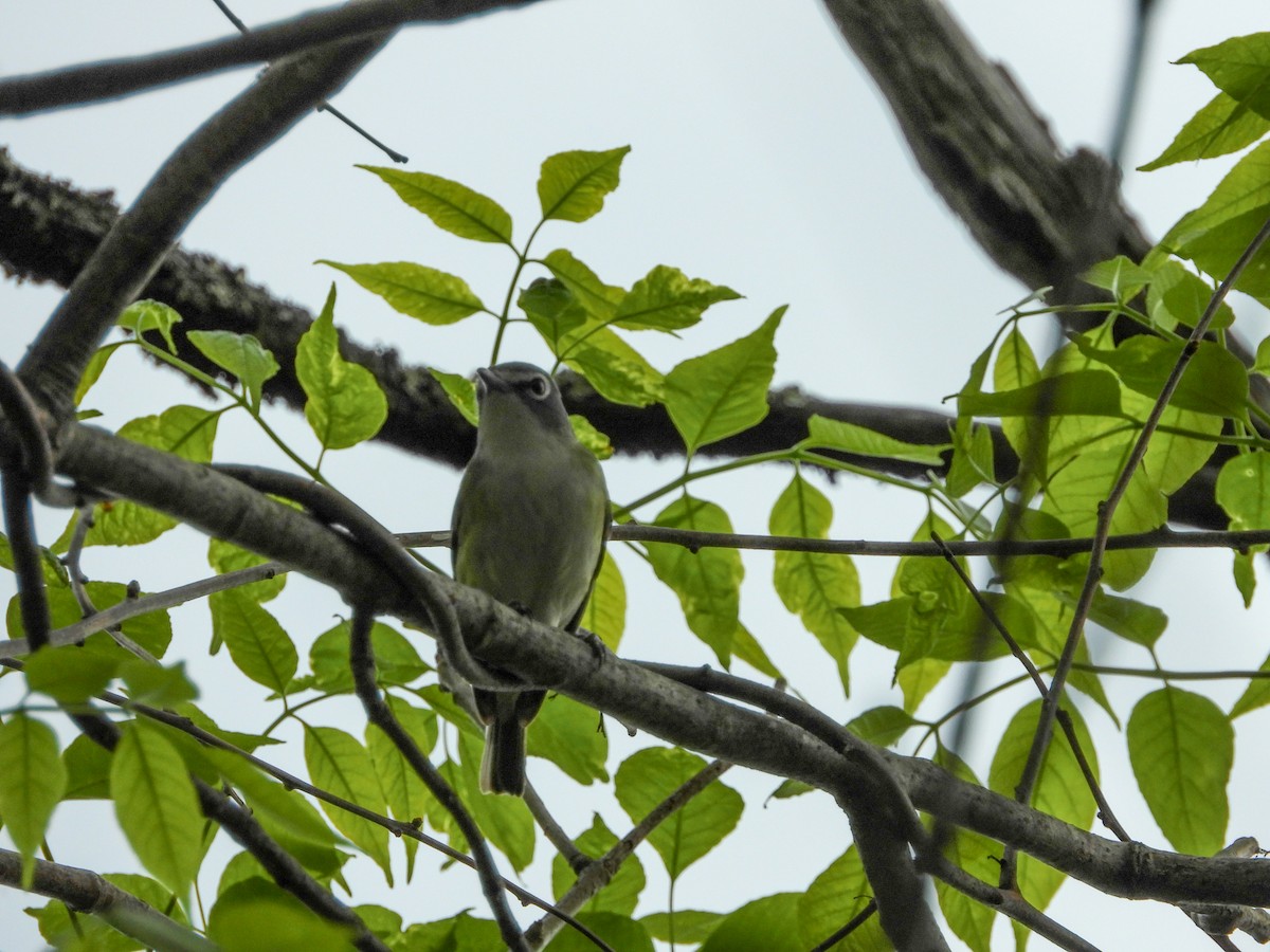 Blue-headed Vireo - ML570682031