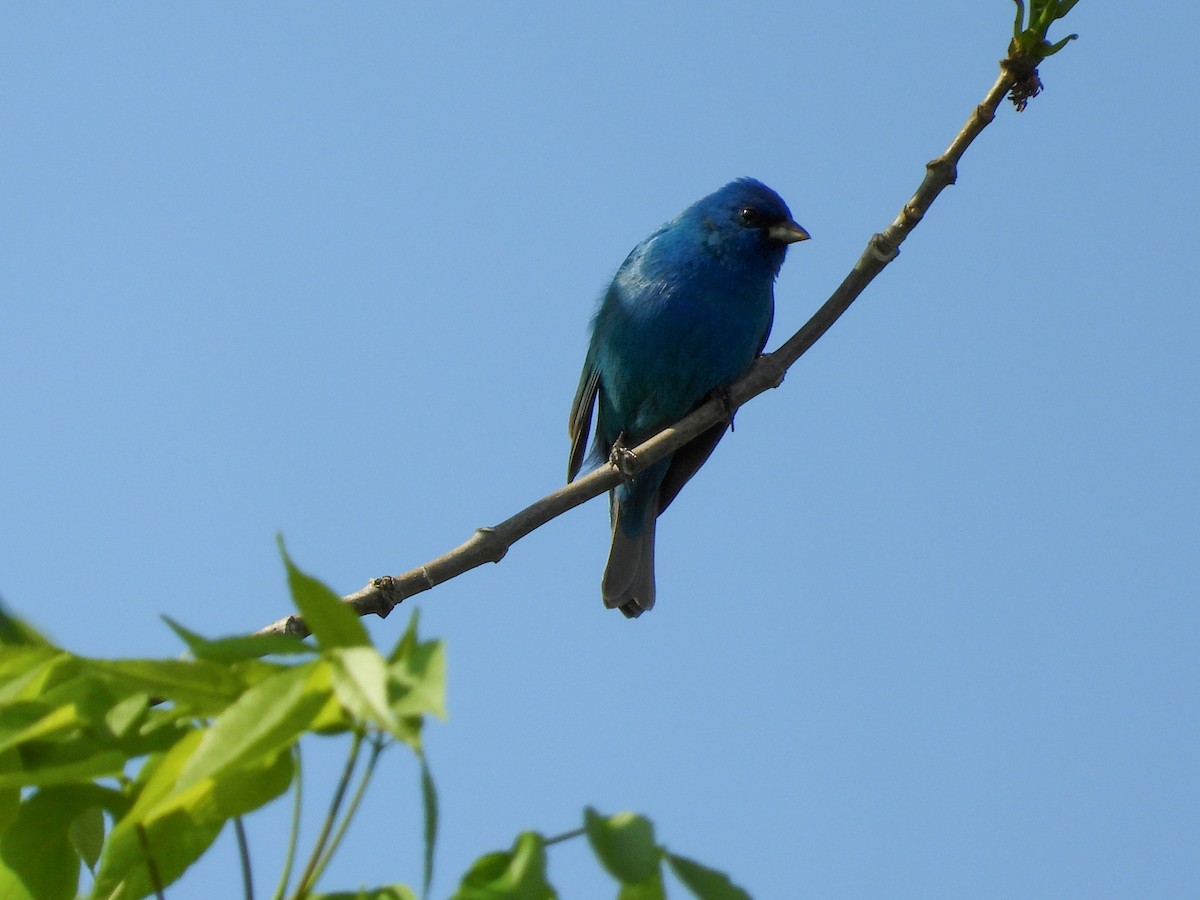 Indigo Bunting - ML570682121