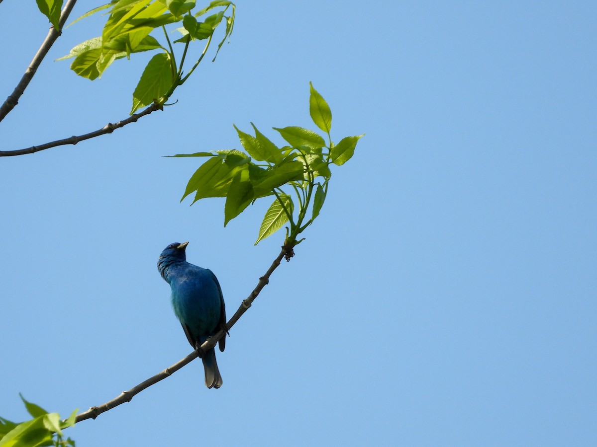 Indigo Bunting - ML570682131