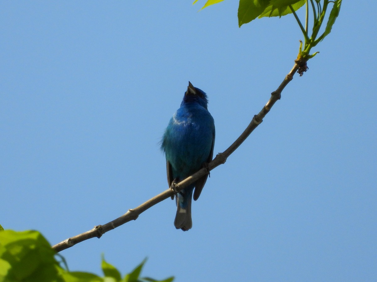 Passerin indigo - ML570682141