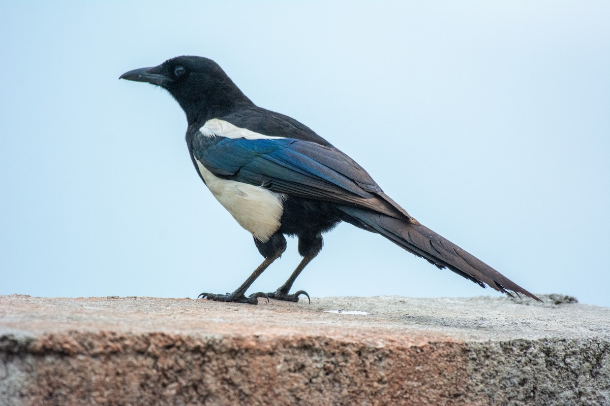 Black-rumped Magpie - ML570682431