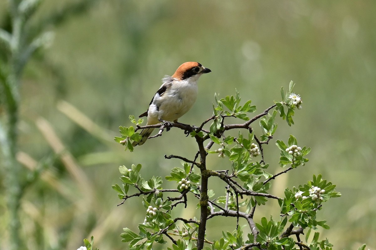 Woodchat Shrike (Caucasian) - ML570683671