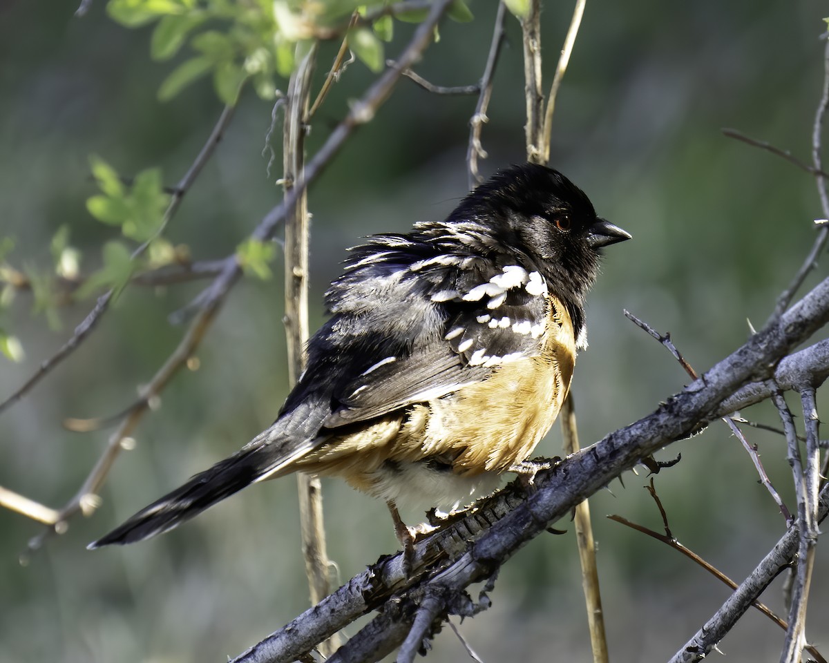 Spotted Towhee - ML570685071