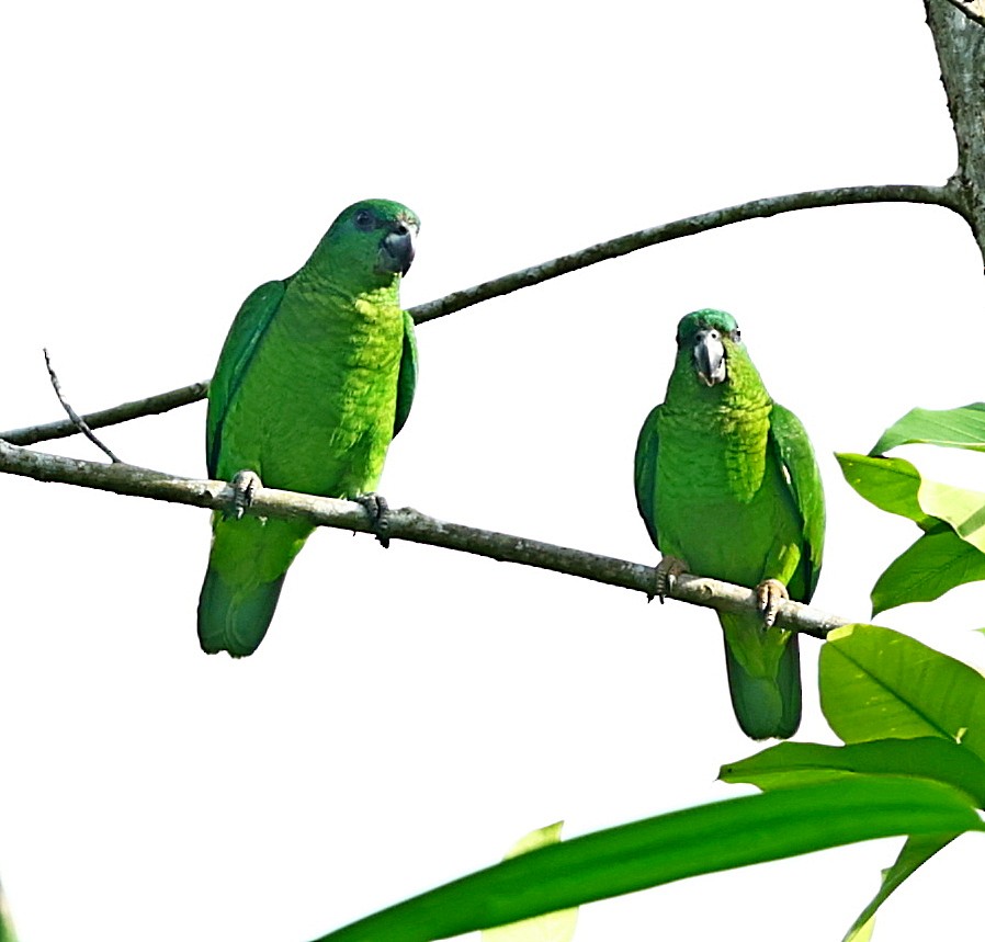 Black-billed Parrot - Maciej  Kotlarski