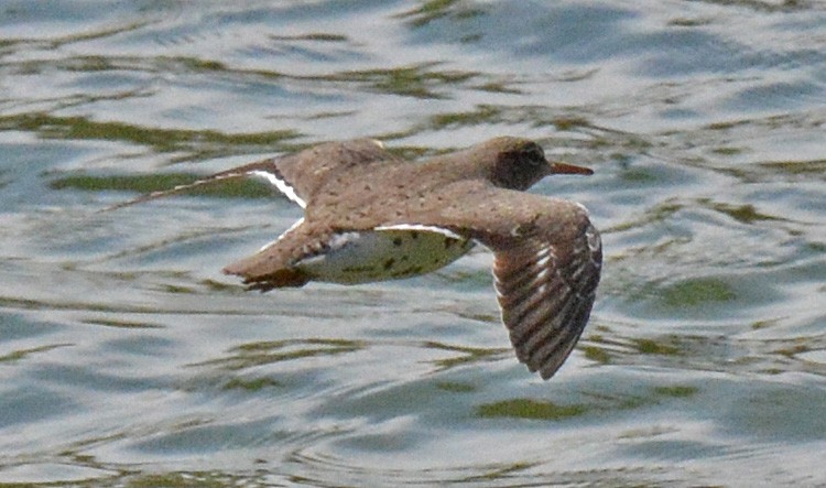 Spotted Sandpiper - ML570685821