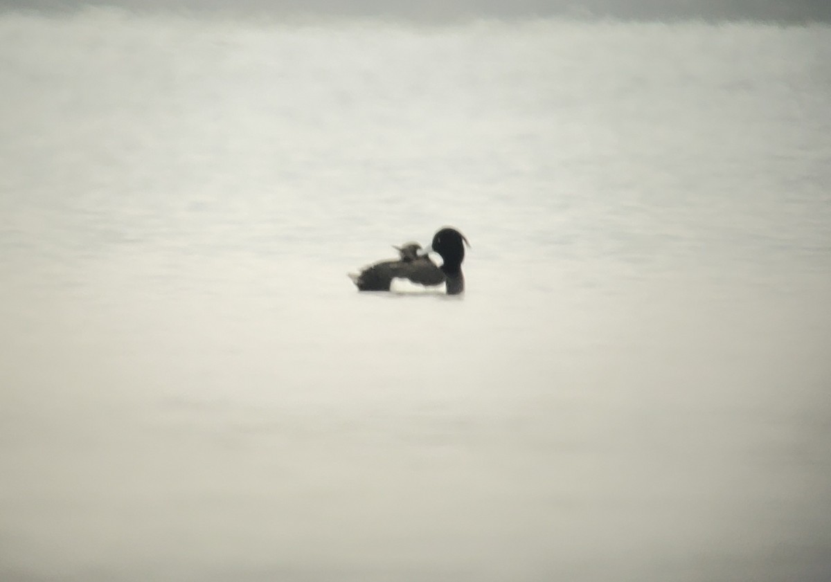 Tufted Duck - ML570686431