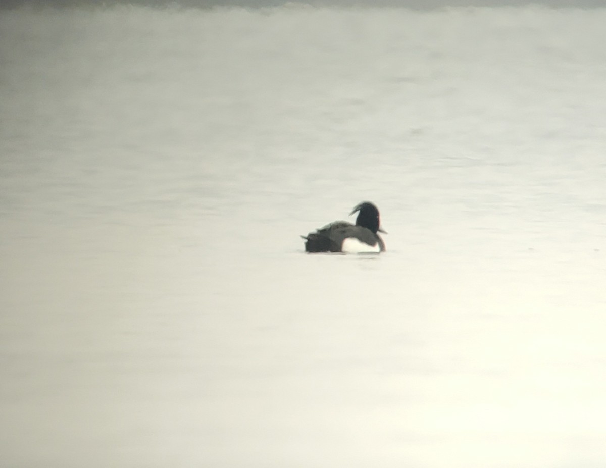 Tufted Duck - ML570686441