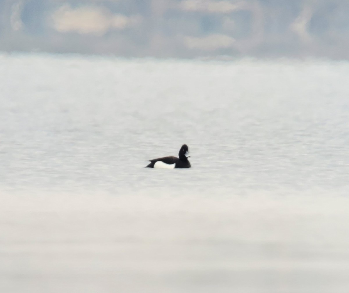 Tufted Duck - ML570686451