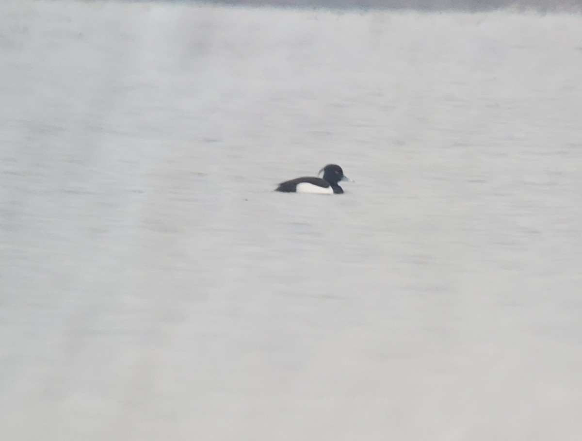 Tufted Duck - ML570686471