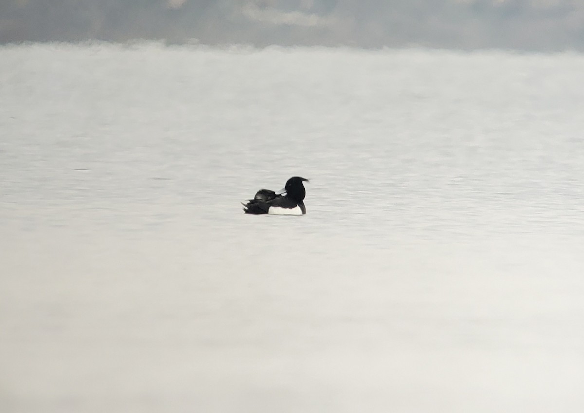 Tufted Duck - ML570686481