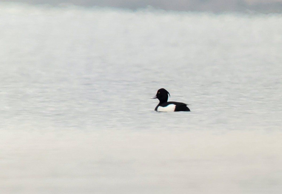 Tufted Duck - Neil Gilbert