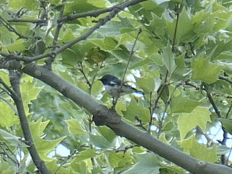 Black-throated Blue Warbler - ML570687061