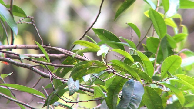 Amazonian Streaked-Antwren - ML570687501