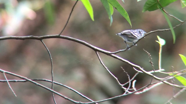 Amazonian Streaked-Antwren - ML570687511