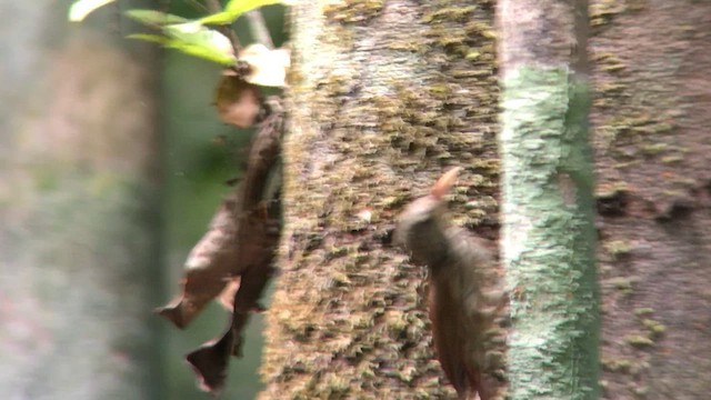 Striped Woodcreeper - ML570689361