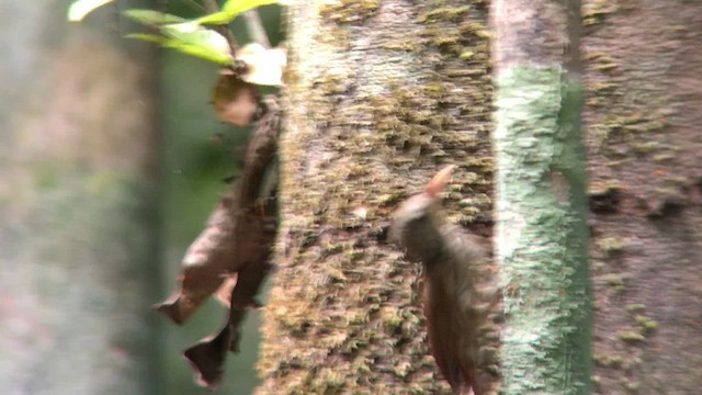 Striped Woodcreeper - ML570689361