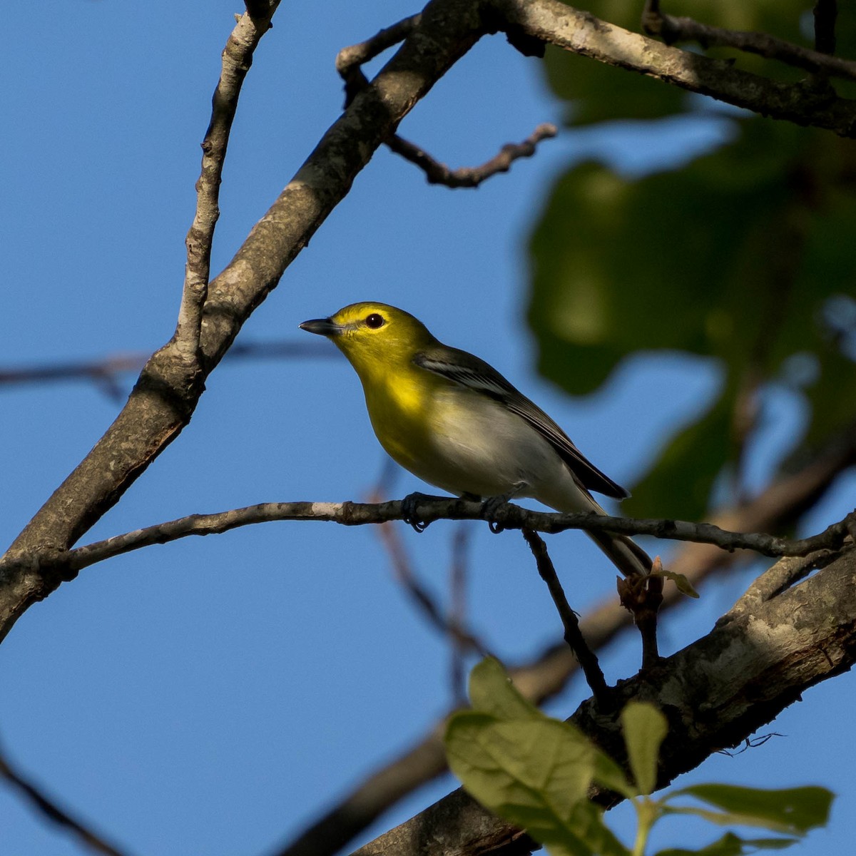 Yellow-throated Vireo - ML570689521