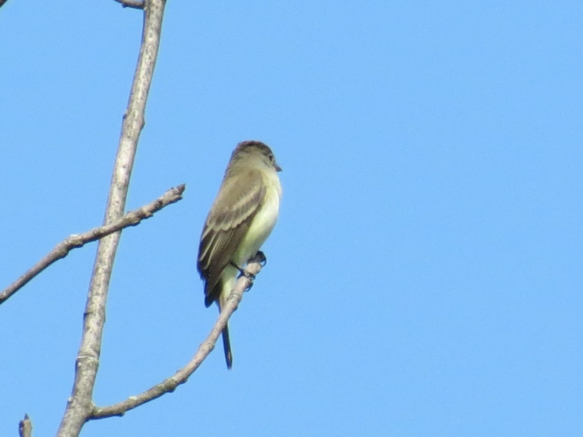 Willow Flycatcher - ML570689921