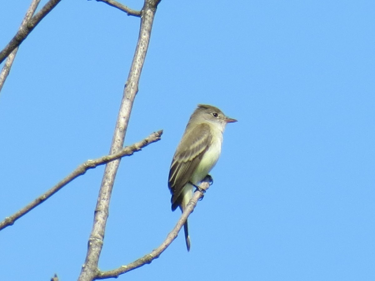 Willow Flycatcher - ML570689941