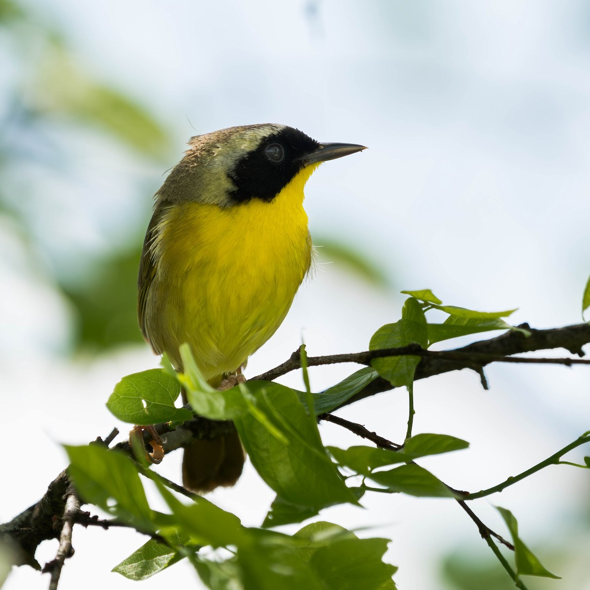 Common Yellowthroat - ML570689951