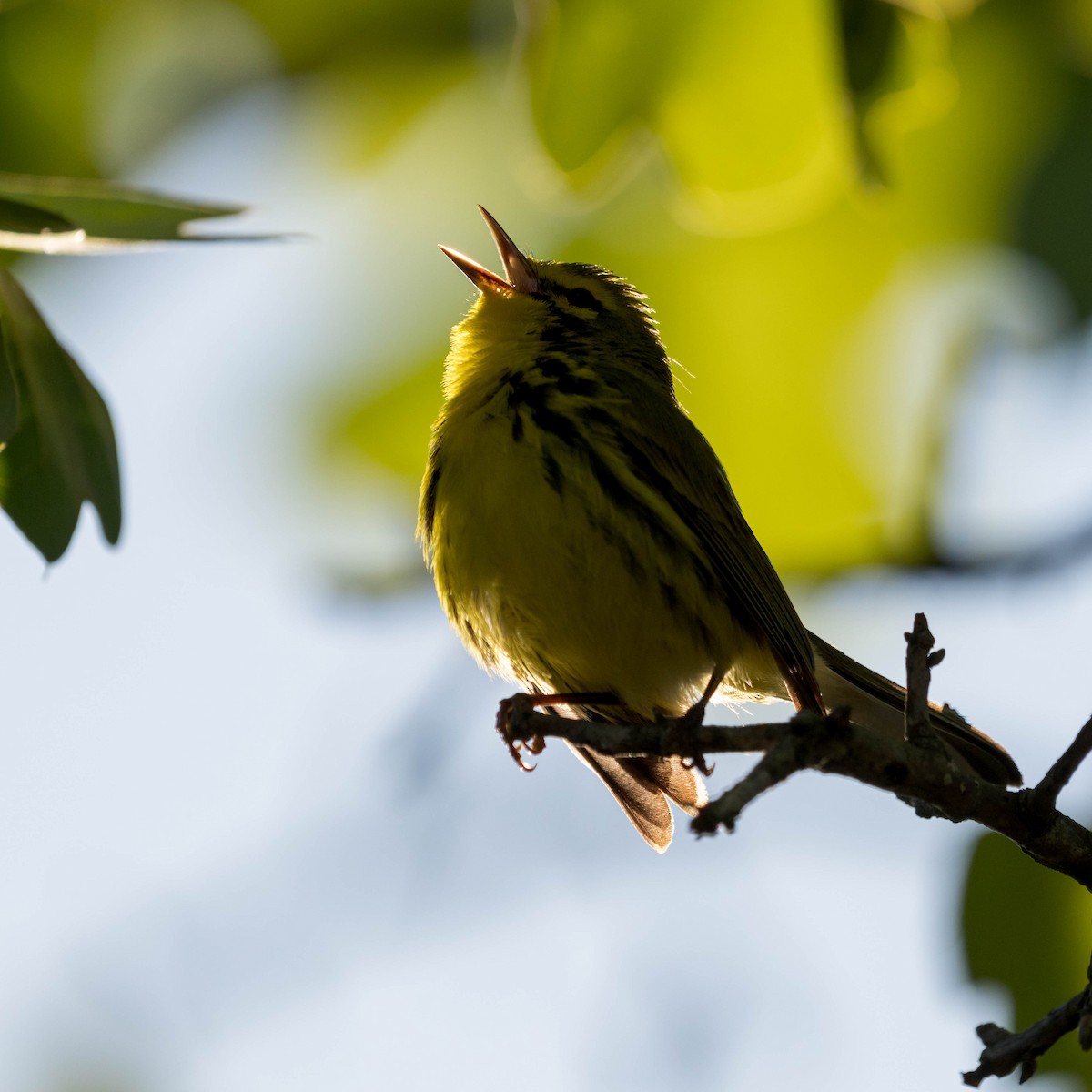 Prairie Warbler - ML570692251