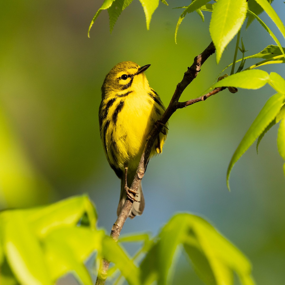 Prairie Warbler - ML570692261
