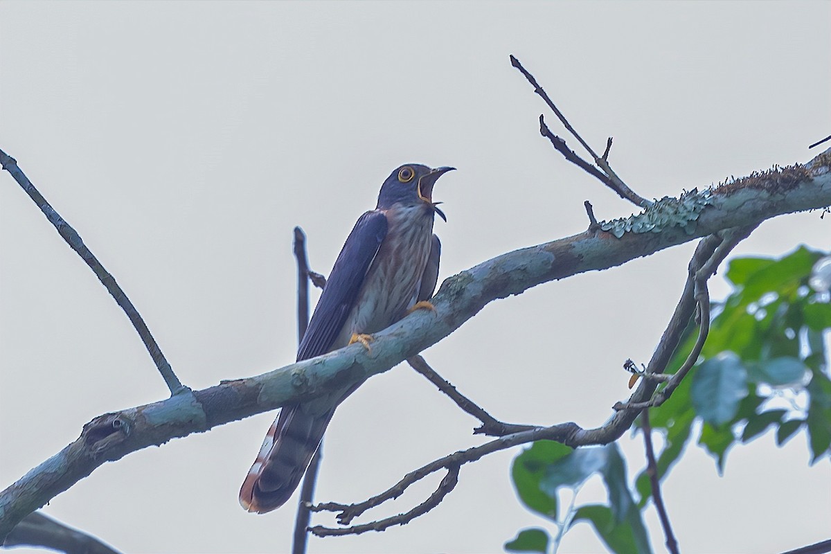 Hodgson's Hawk-Cuckoo - Rajkumar Das