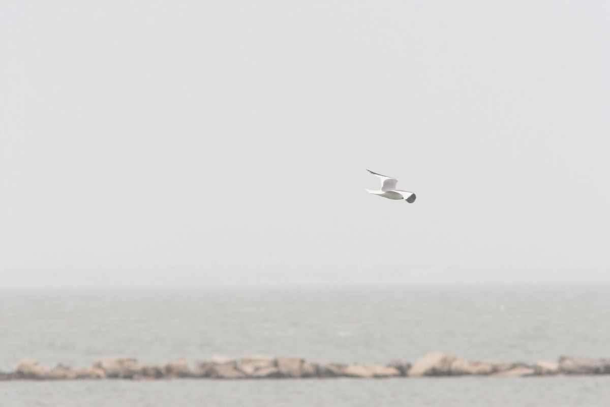 Sabine's Gull - ML570692771