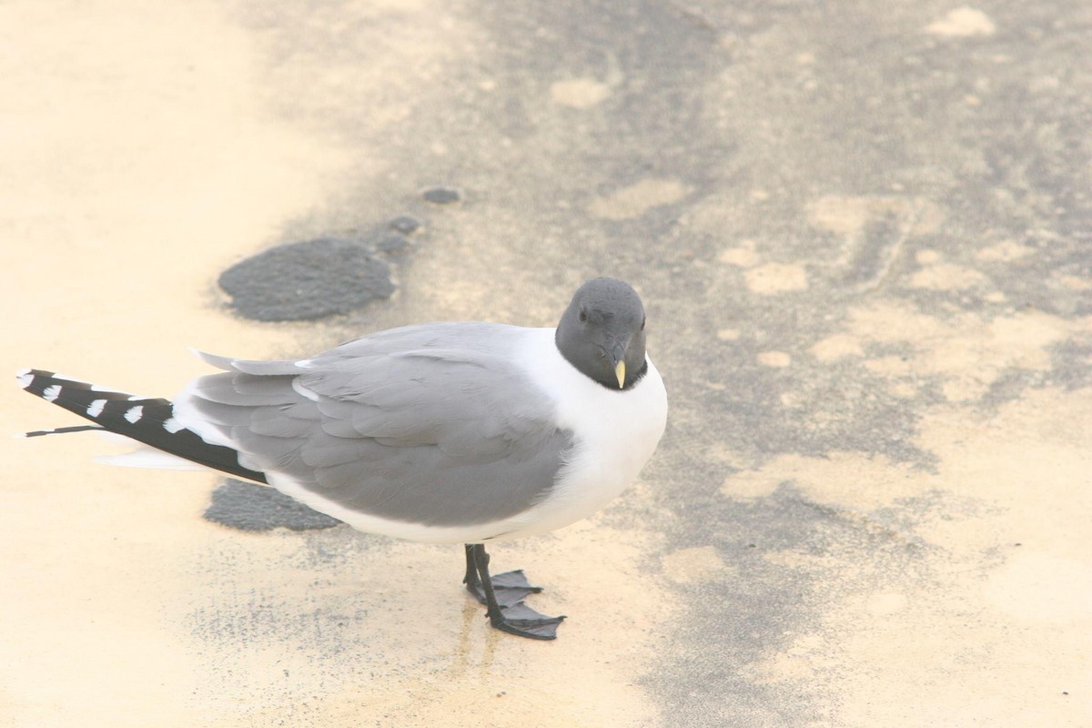 Sabine's Gull - ML570692781