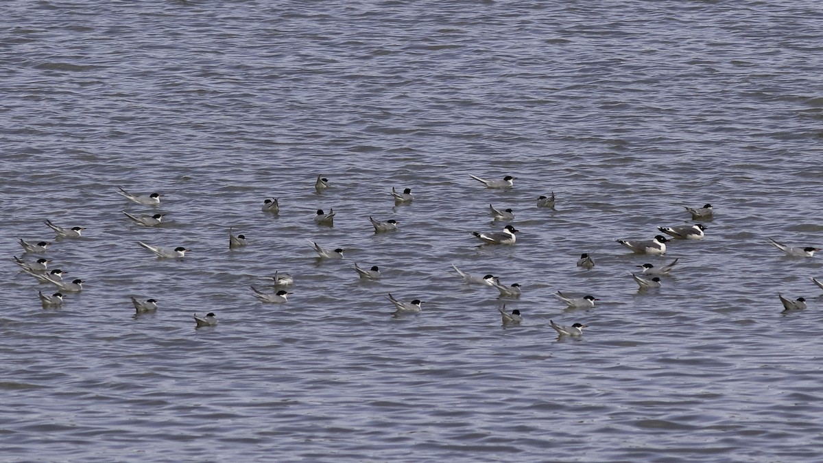 Forster's Tern - ML570693341