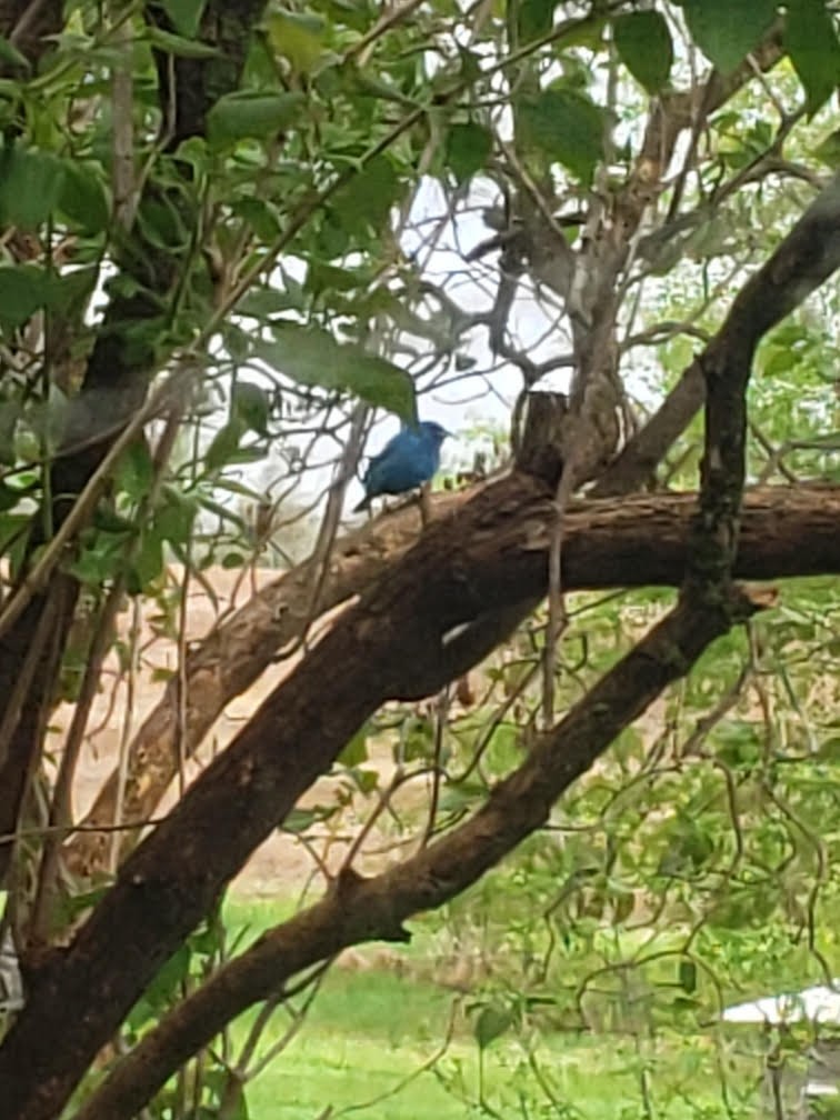 Indigo Bunting - ML570693861