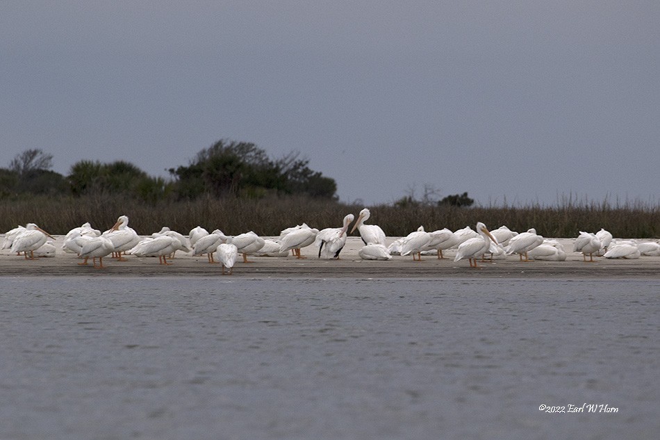 American White Pelican - Earl Horn