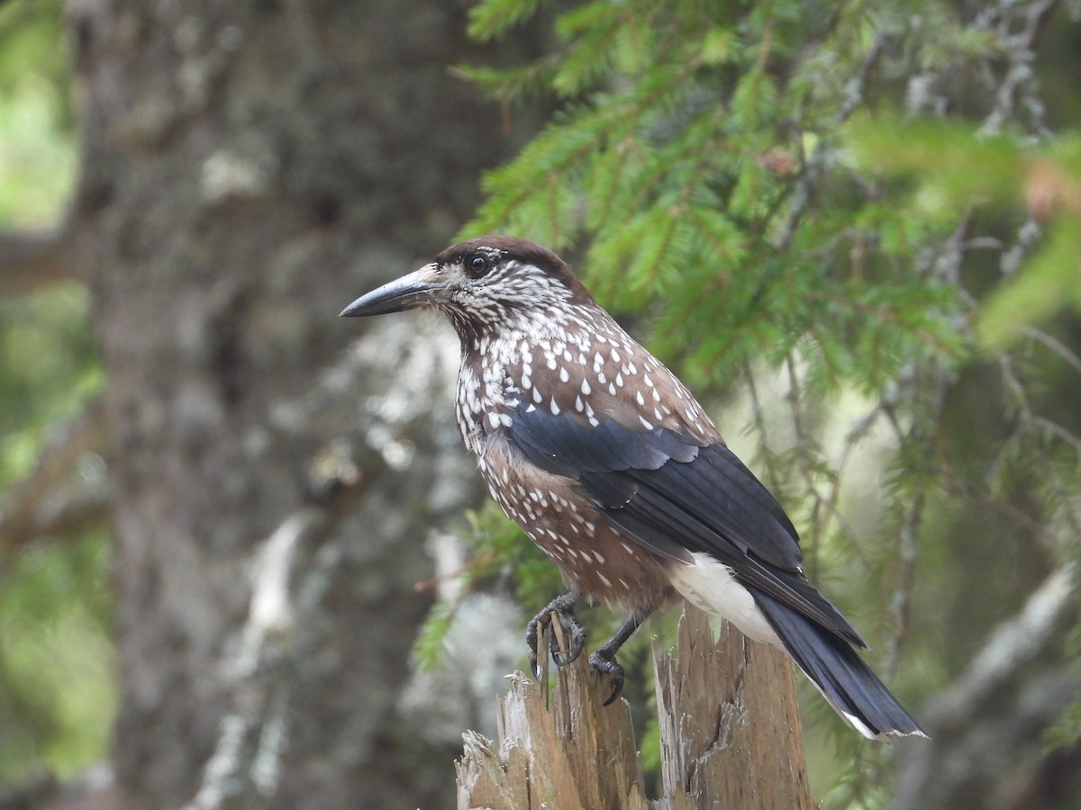 Eurasian Nutcracker - Martin Petra