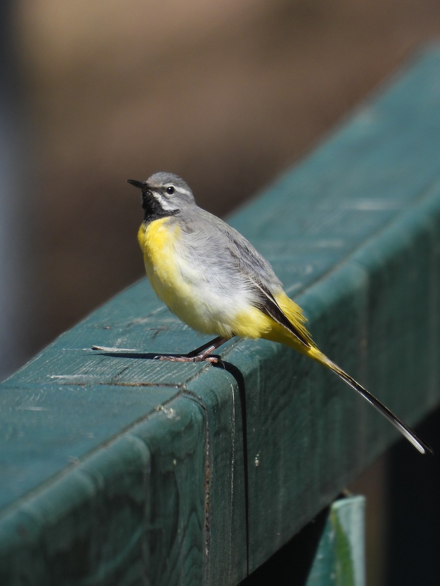 Gray Wagtail - Martin Petra