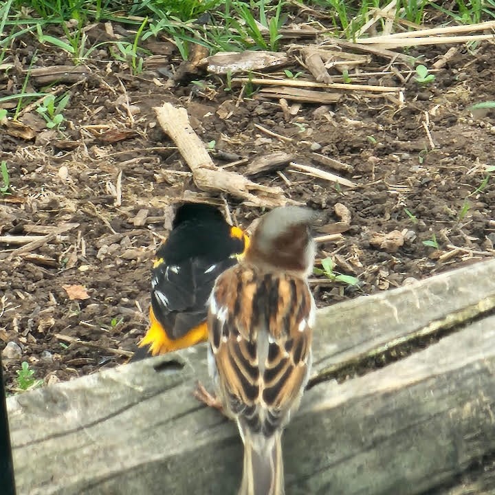 House Sparrow - ML570695551